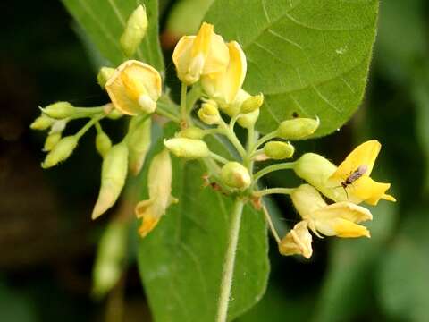 Image de Rhynchosia acuminatifolia Makino