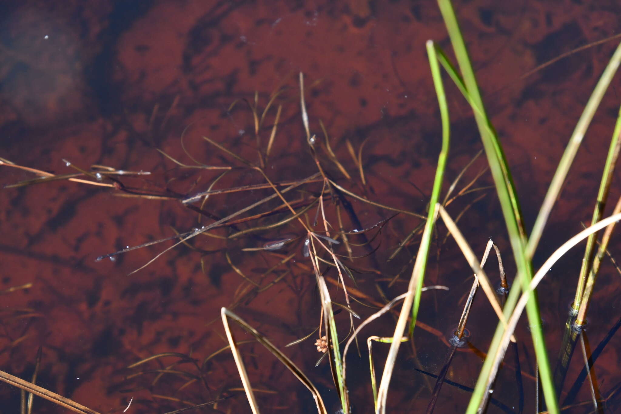 Imagem de Potamogeton sibiricus A. Benn.