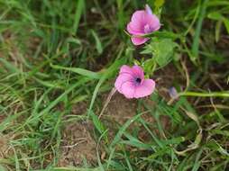 Image of Linum pubescens Banks & Solander