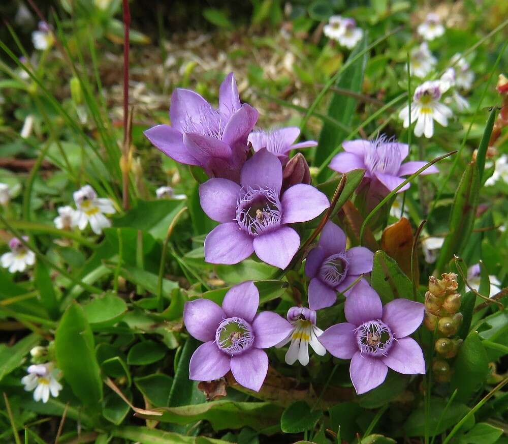 Imagem de Gentianella anisodonta (Borbás) A. & D. Löve