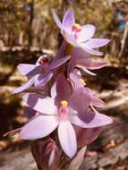 Image de Thelymitra crinita Lindl.