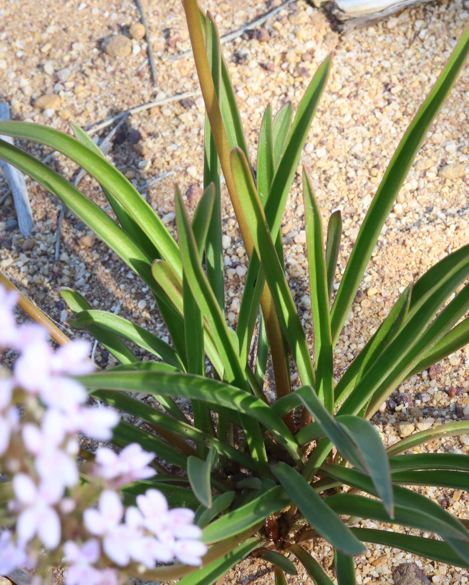 Image of Stylidium crassifolium R. Br.