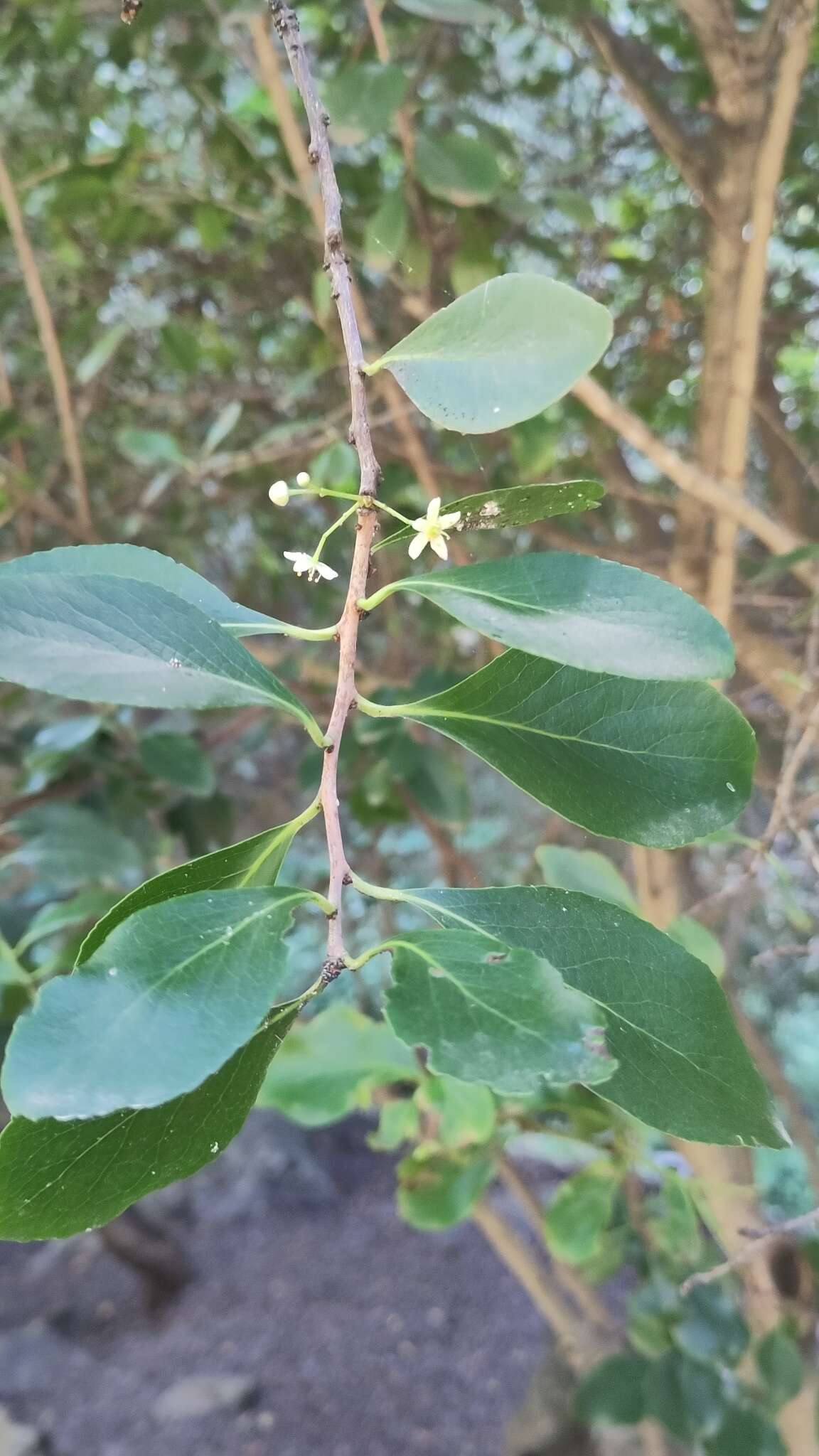 Plancia ëd Gymnosporia cassinoides (L'Hér.) Masf.