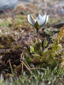 Image of Lomatogonium carinthiacum (Wulfen) Reichenb.