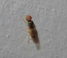 Image of Soldier fly