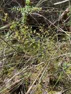 Image de Drosera myriantha Planch.