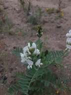 Sivun Astragalus coquimbensis (Hook. & Arn.) Reiche kuva