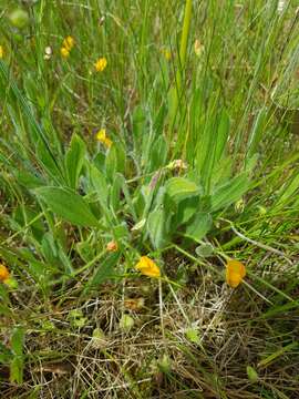 Plancia ëd Scorpiurus vermiculatus L.