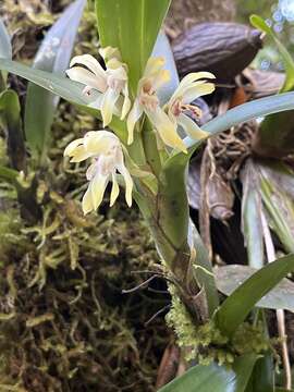 Image of Maxillaria bracteata (Schltr.) Ames & Correll