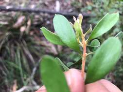 Image of Persoonia sericea A. Cunn. ex R. Br.