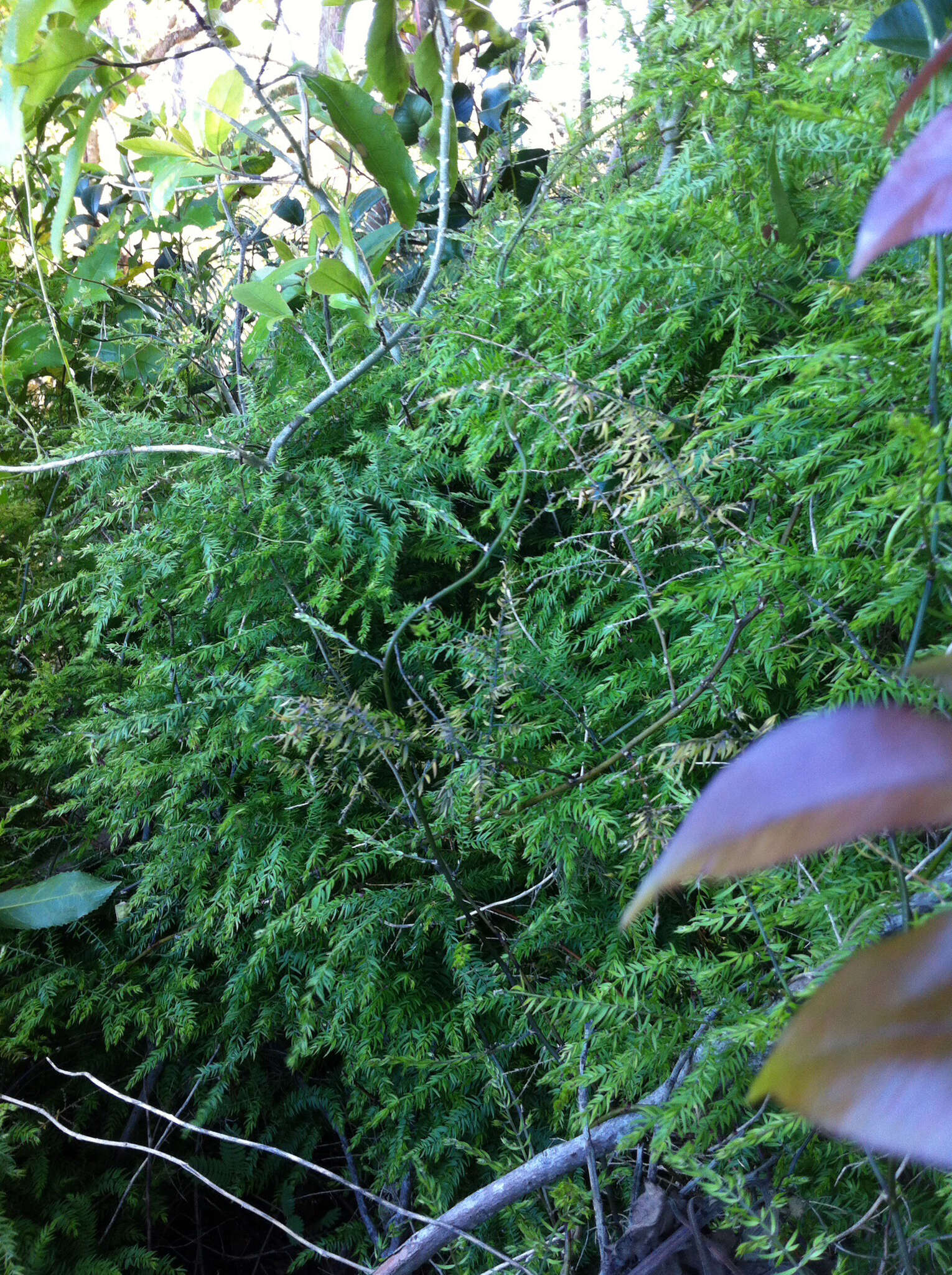 Image of Asparagus scandens Thunb.