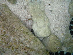 Image of Flat-tail Sea Snake