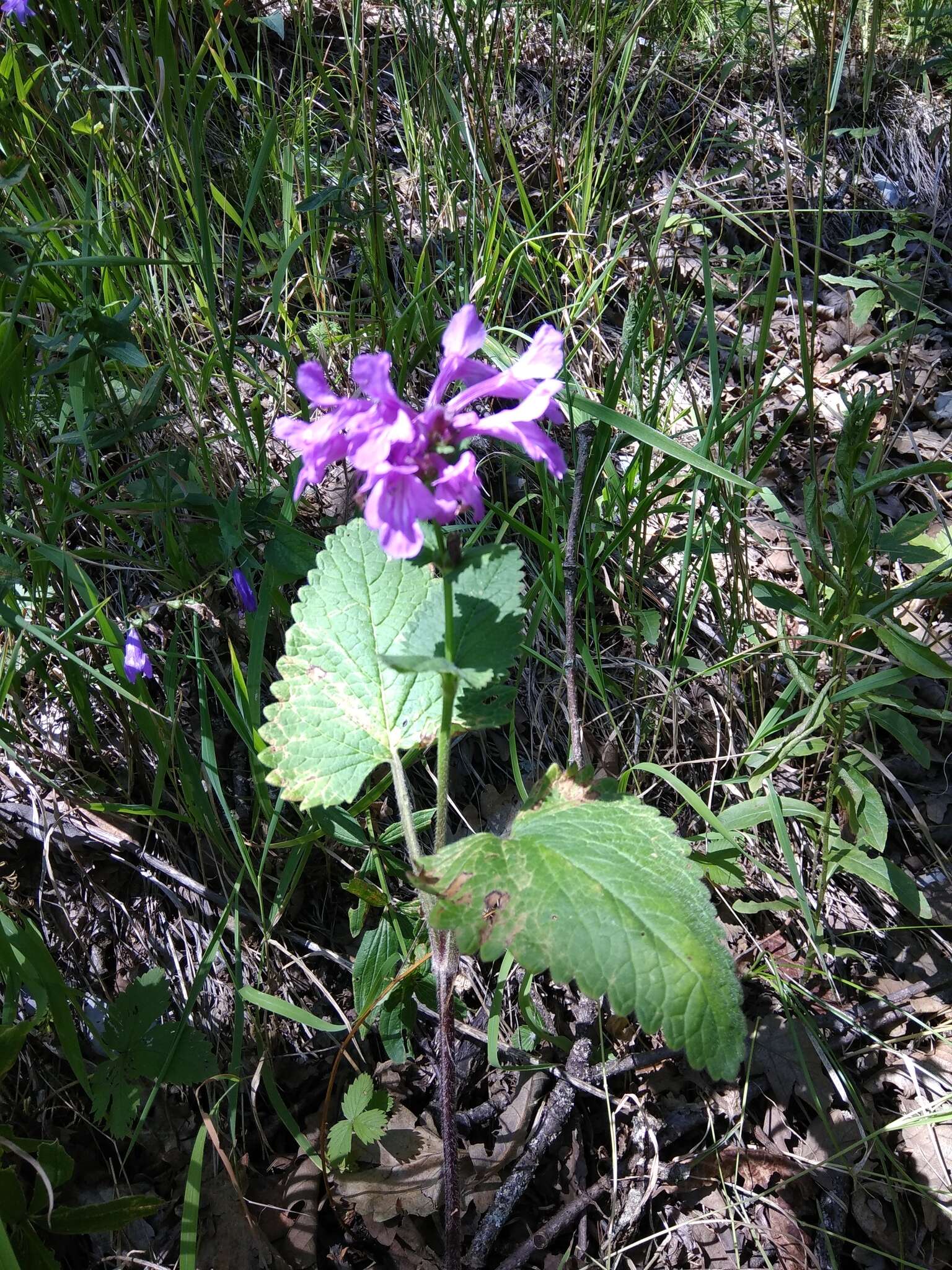 Image de Betonica macrantha K. Koch