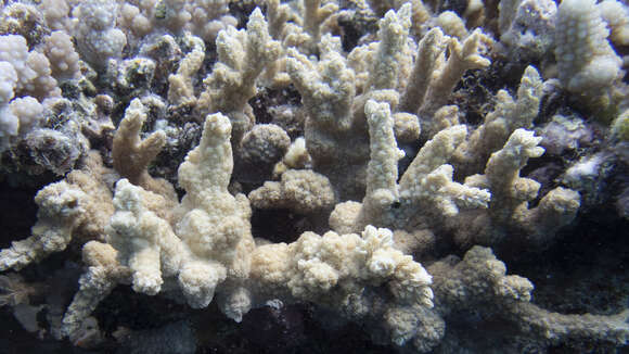 Image of spine coral