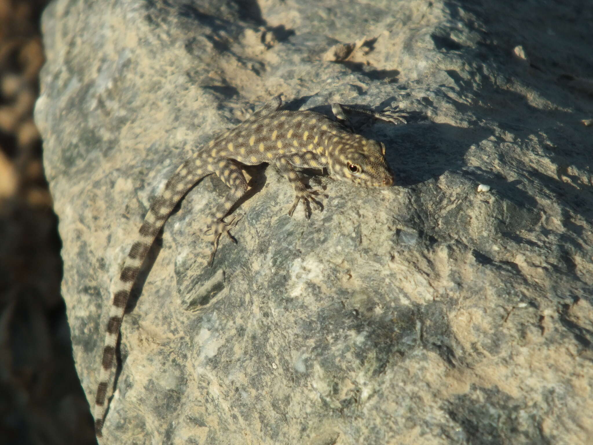 Image of Oman Rock Gecko