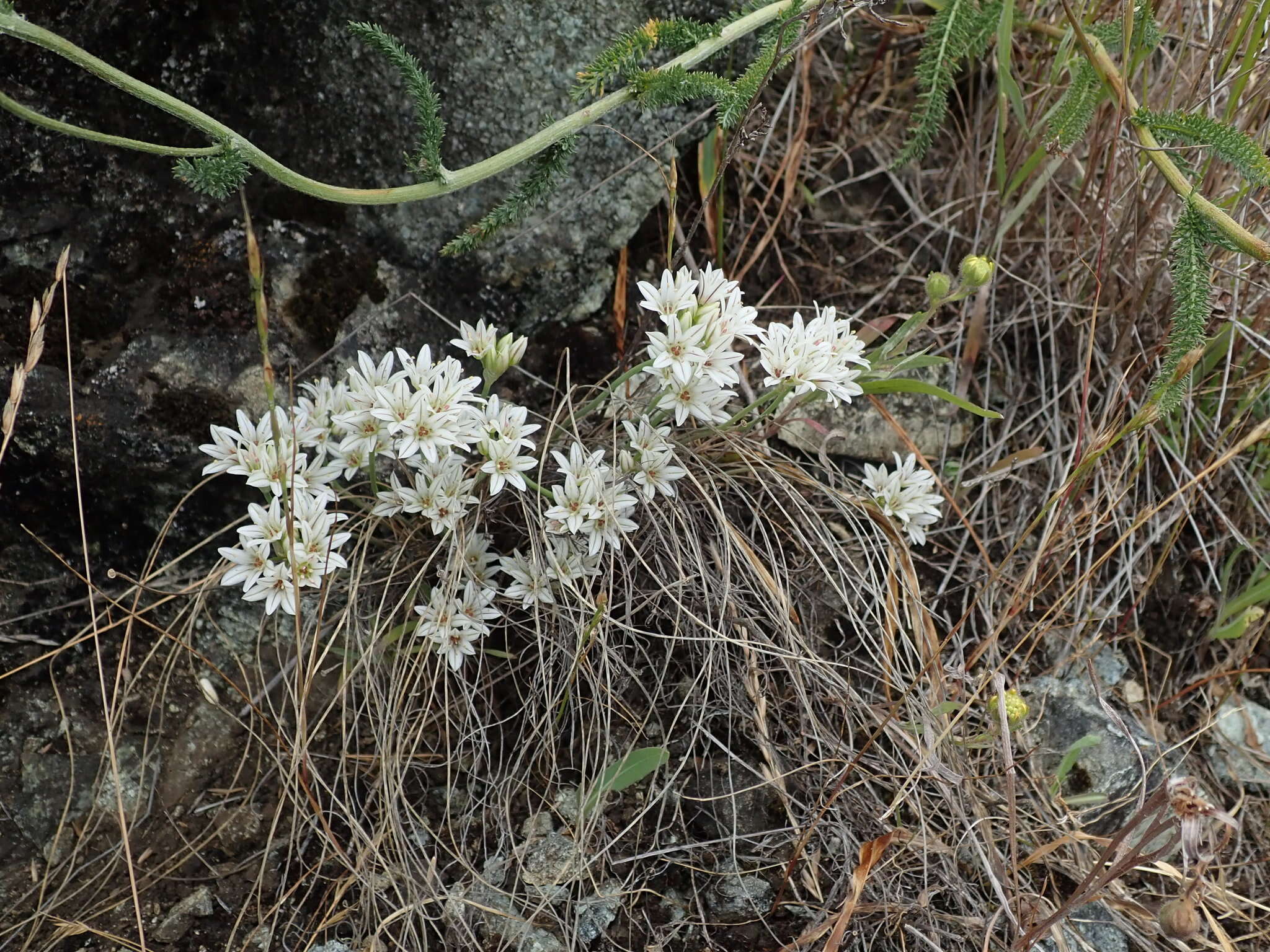 Image of pitted onion