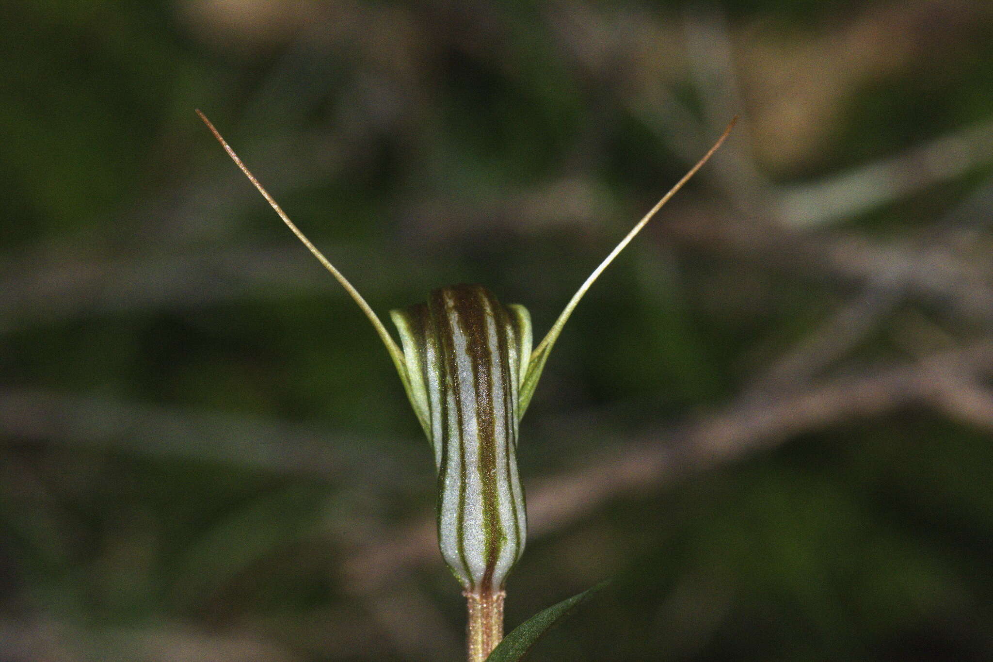 Image of Trowel leaved greenhood orchid