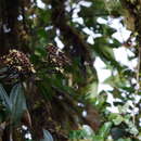 Image of Miconia latifolia (D. Don) Naud.