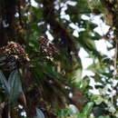 Miconia latifolia (D. Don) Naud.的圖片