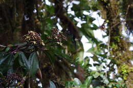 Слика од Miconia latifolia (D. Don) Naud.