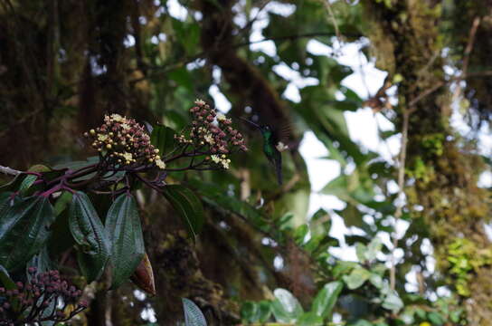 Image of Miconia latifolia (D. Don) Naud.