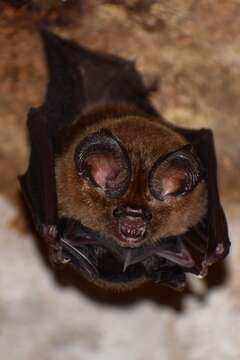 Image of Bi-coloured Leaf-nosed Bat