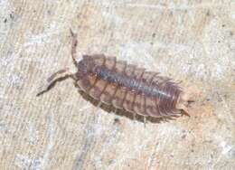 Image of Pillbug