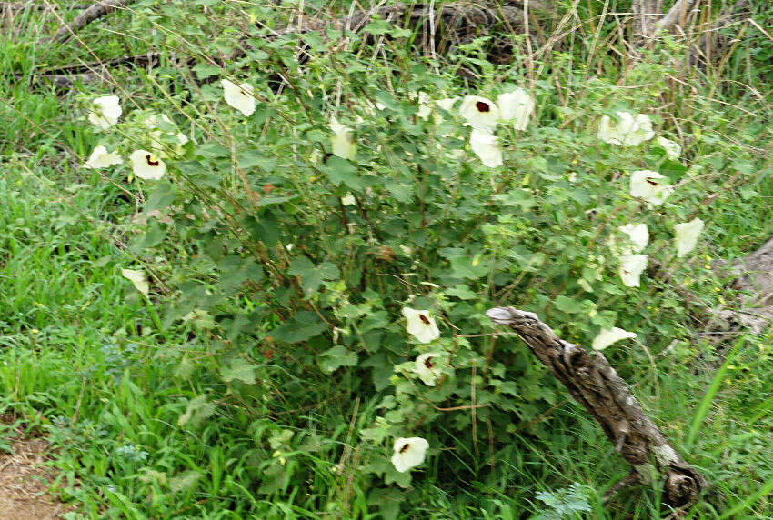 Hibiscus vitifolius L.的圖片