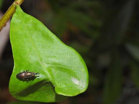 Idiella euidielloides Senior-White 1923 resmi