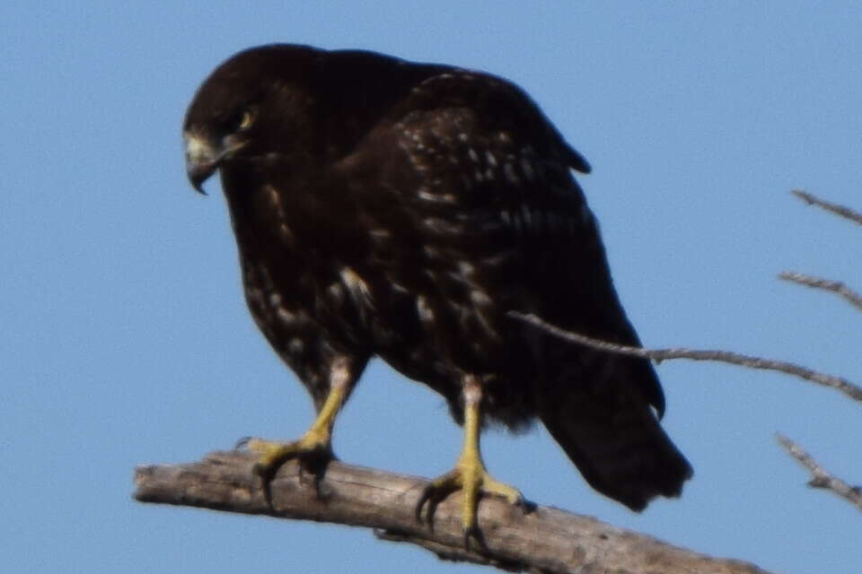 Image of Harlan's Hawk