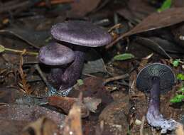 Image of Cortinarius austroviolaceus Gasparini 2001