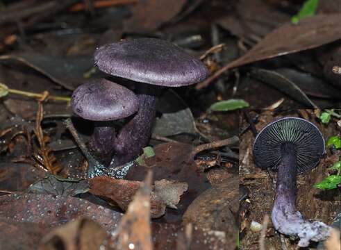 Imagem de Cortinarius austroviolaceus Gasparini 2001