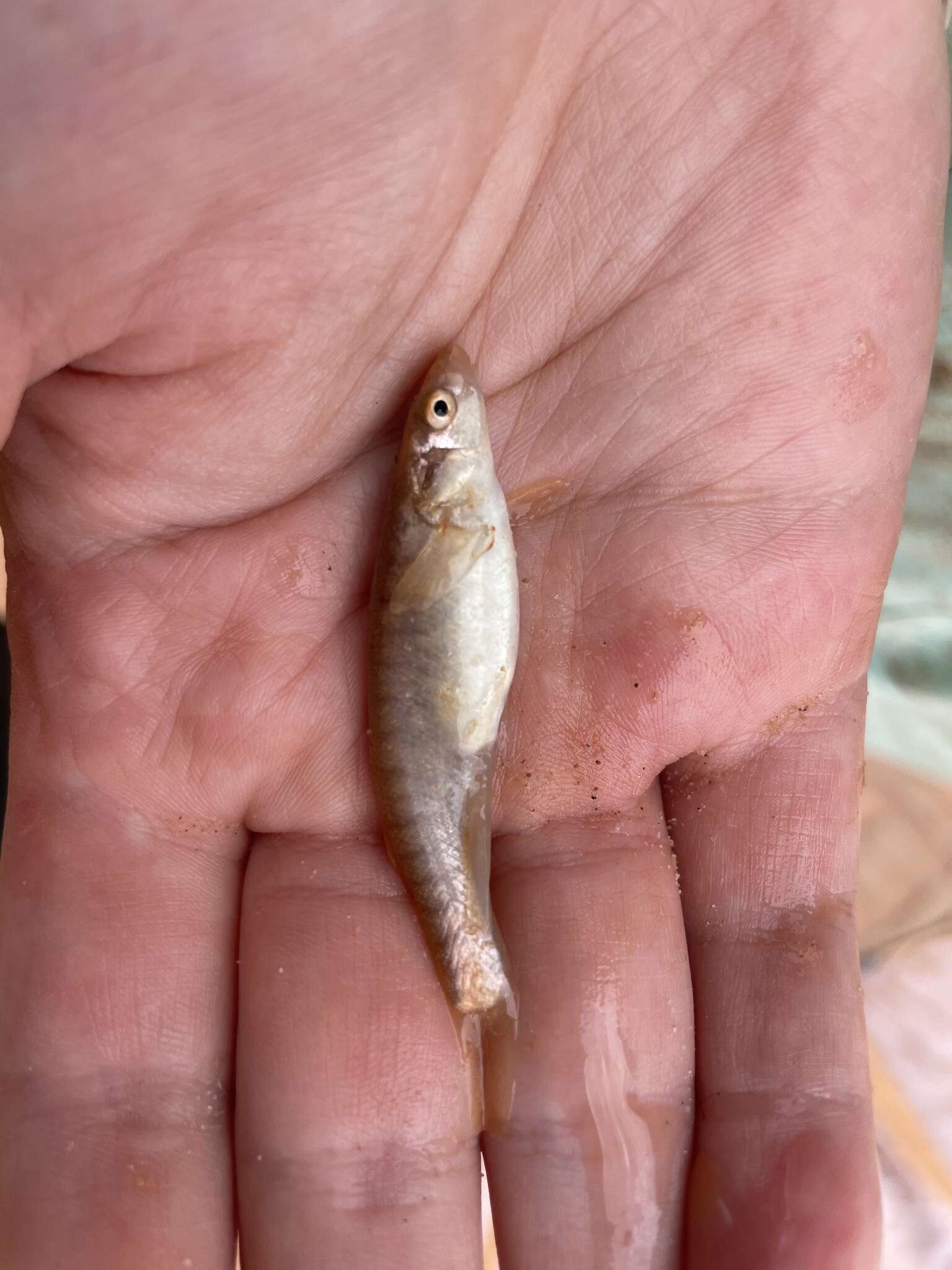 Image of Northern plains killifish