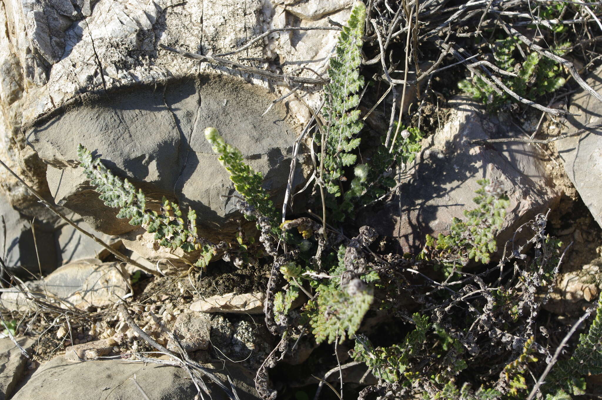 Image of Cosentinia vellea subsp. vellea
