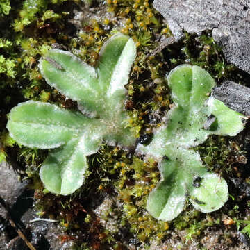 Image of Riccia cartilaginosa Steph.