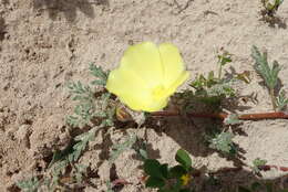 Image of Desert primrose