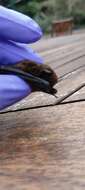 Image of Madeira Pipistrelle