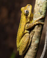 Image of Laughing Tree Frog