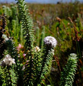 Image of Kogelbergia verticillata (Eckl. & Zeyh.) J. P Rourke