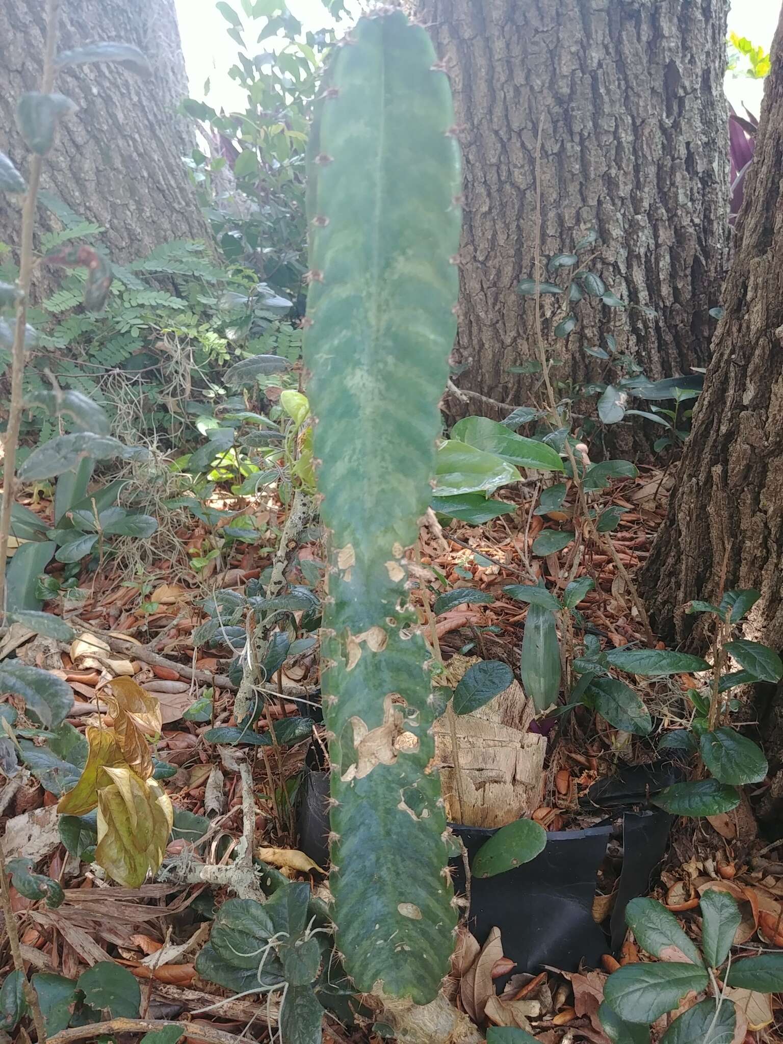 Image de Cereus hexagonus (L.) Mill.