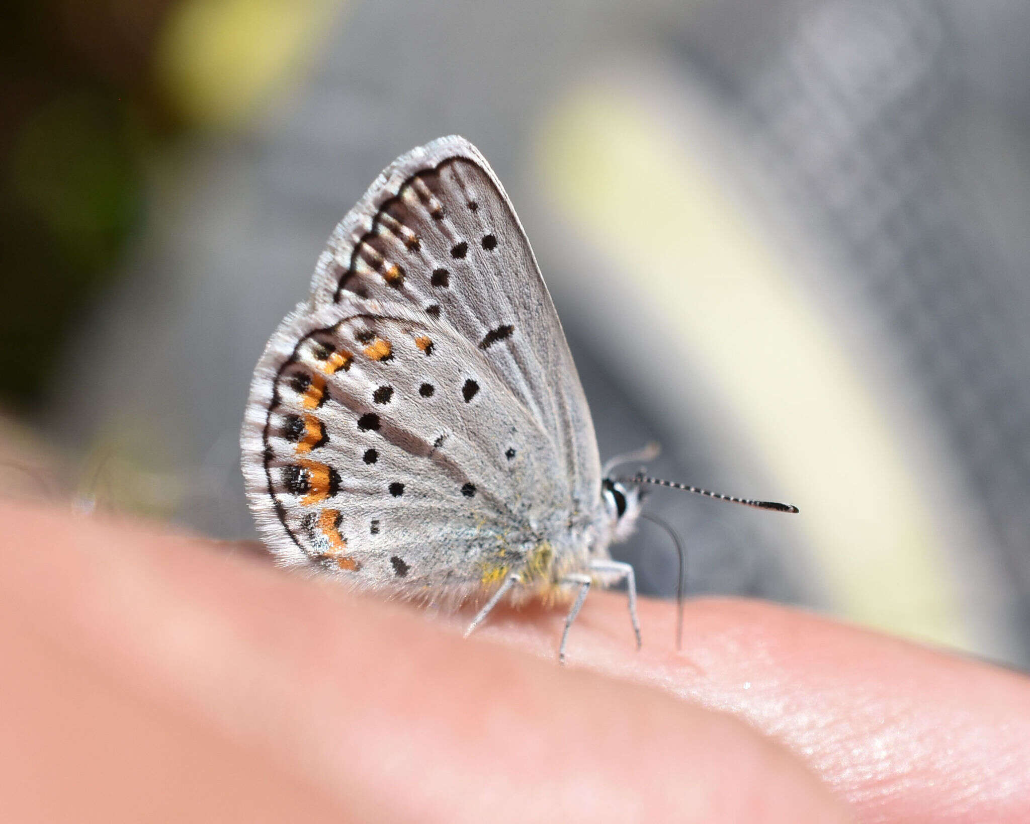 Image of Plebejus samuelis