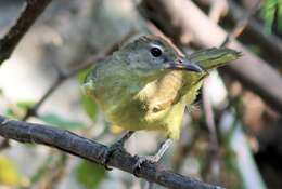 Imagem de Chlorocichla flaviventris flaviventris (Smith & A 1834)