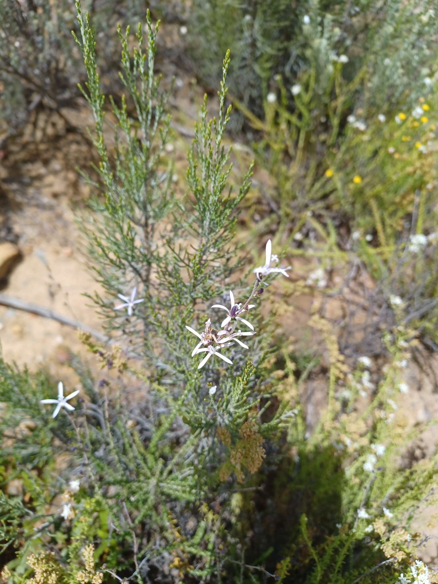 صورة Wahlenbergia loddigesii (A. DC.) I. M. Turner