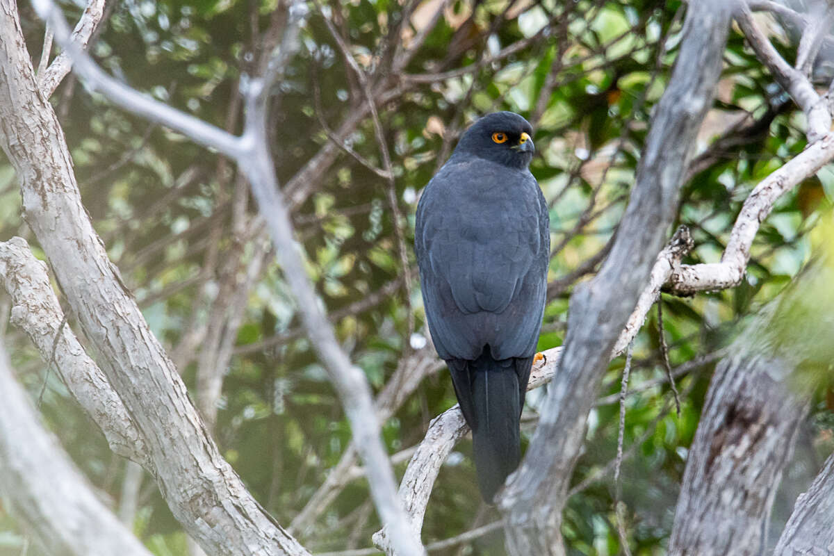 Image of White-bellied Goshawk