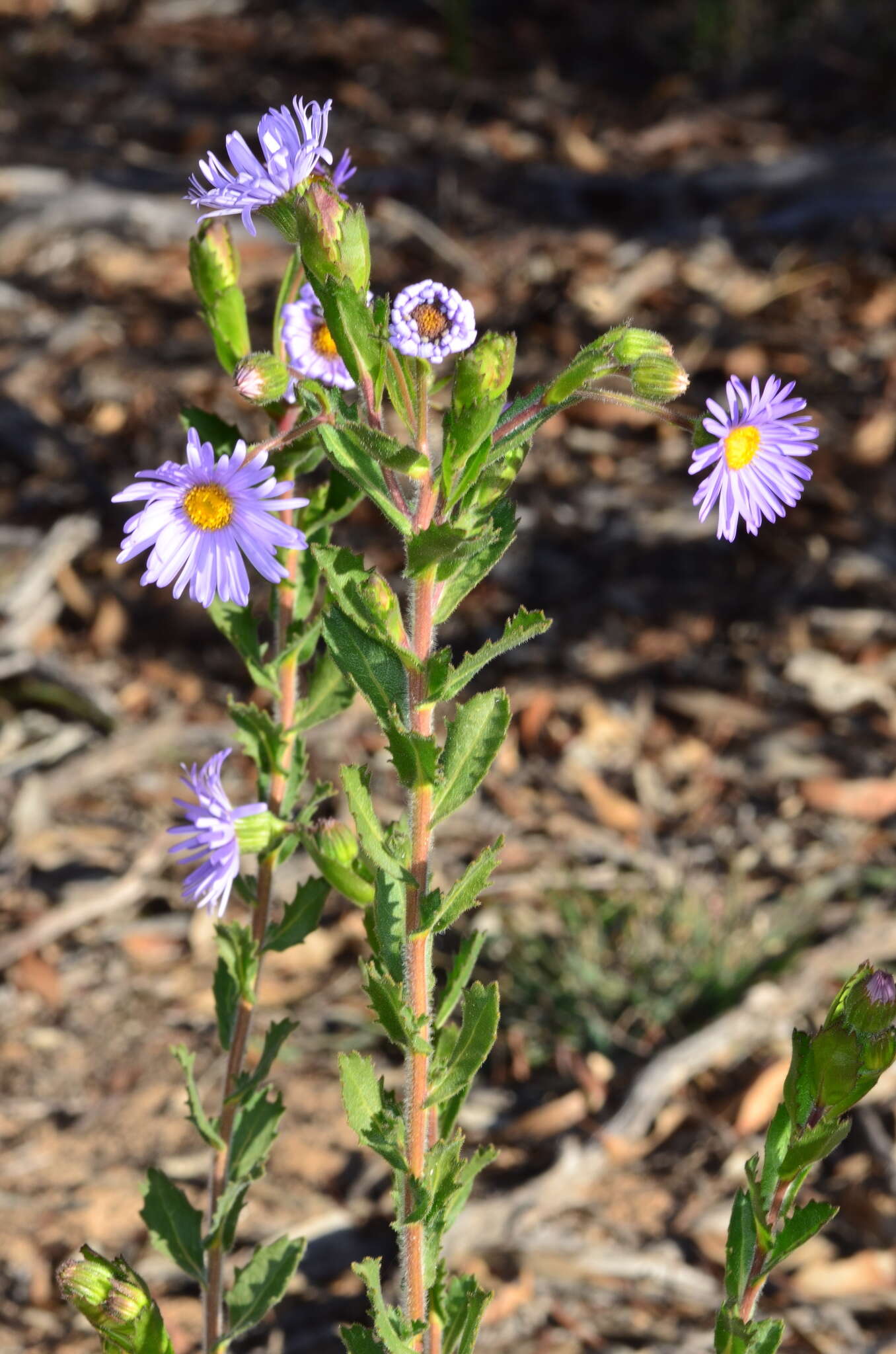 Image de Olearia rudis (Benth.) F. Müll.