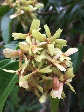 Image of Niedenzuella acutifolia (Cav.) W. R. Anderson