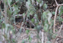 Image of Banded mongooses