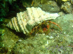 Image of Mauve Eyed Hermit Crab