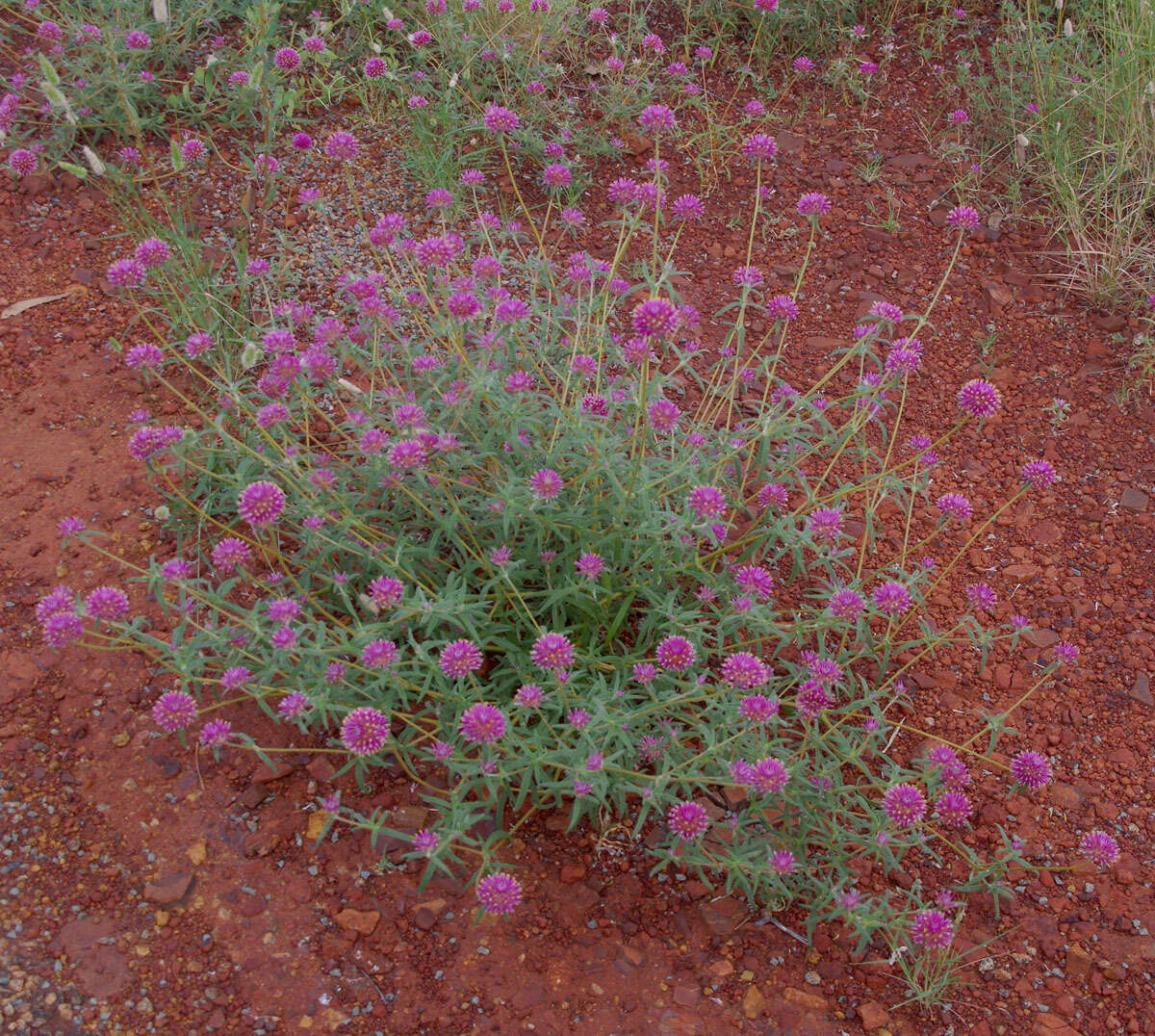 Image of Gomphrena canescens subsp. canescens