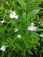 Image of Allegheny monkeyflower